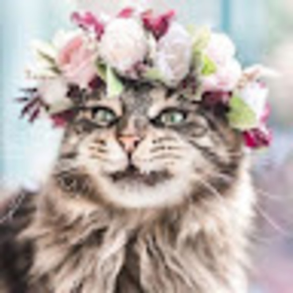 Meet your Posher, Katie - Picture 1 of 1